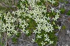 Stackhousia pulvinaris