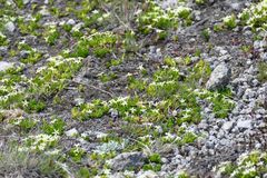 Stackhousia pulvinaris