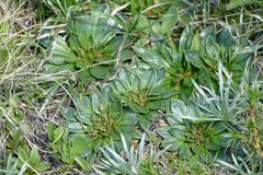 Plantago muelleri