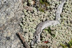 Ewartia nubigena