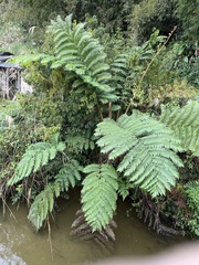 Sphaeropteris lepifera