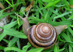 Asperitas nemorensis