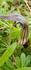 Arisarum