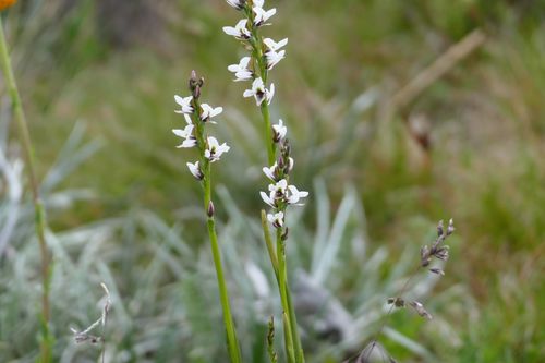 Image of Prasophyllum suttonii by (c) coenobita, some rights reserved (CC BY)