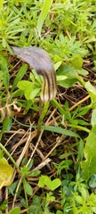 Arisarum