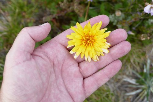 Image of Microseris lanceolata by (c) coenobita, some rights reserved (CC BY)