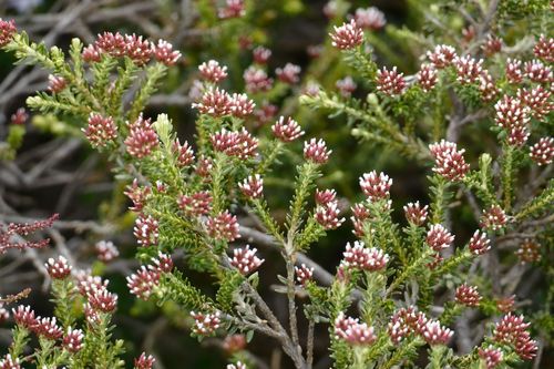 Image of Ozothamnus alpinus by (c) coenobita, some rights reserved (CC BY)