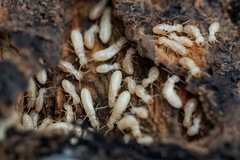 Reticulitermes urbis