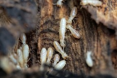 Reticulitermes urbis