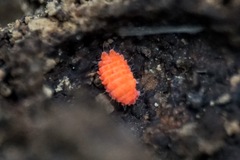 Bilobella