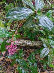 Medinilla formosana