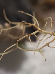 Usnea cornuta