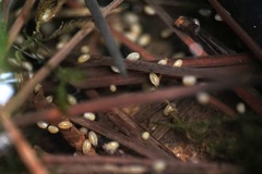 Cyprididae
