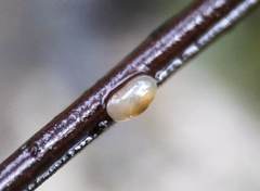 Cyprididae