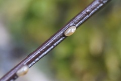 Cyprididae