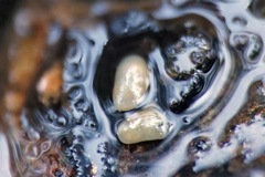 Cyprididae