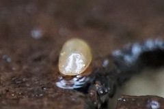 Cyprididae