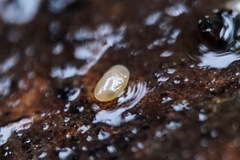 Cyprididae