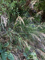 Poa anceps