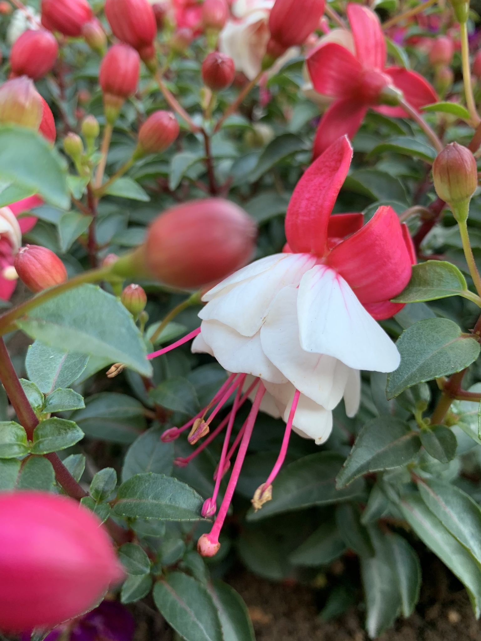 Fuchsia ×hybrida Voss