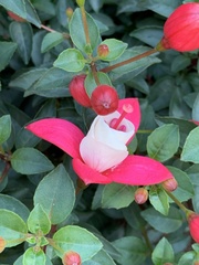 Fuchsia × hybrida
