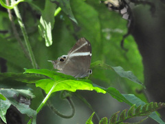 Abisara neophron