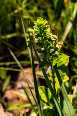 Brachystelma gerrardii