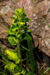 Brachystelma gerrardii