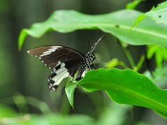 Papilio nephelus