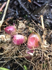Melica subulata