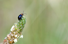Luperomorpha xanthodera