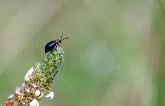 Luperomorpha xanthodera