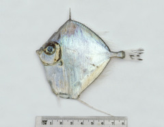 Xenolepidichthys dalgleishi