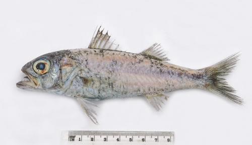 Blackmouth splitfin (Synagrops japonicus) — Acropomatidae