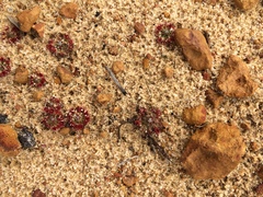 Drosera eneabba