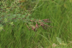 Indigofera tristis