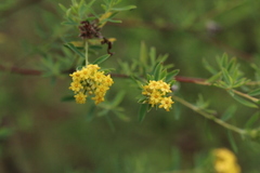 Lasiosiphon macropetalus