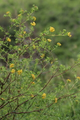 Lasiosiphon macropetalus