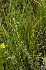 Syncolostemon parviflorus