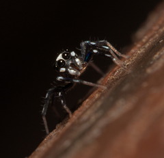 Phintella bifurcilinea