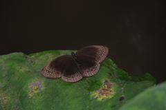 Ethope himachala