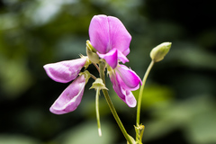 Tephrosia glomeruliflora glomeruliflora