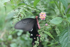 Byasa