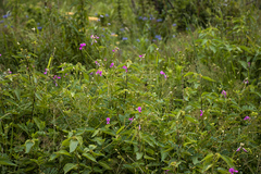 Tephrosia glomeruliflora glomeruliflora