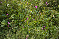 Tephrosia glomeruliflora glomeruliflora