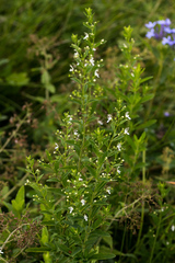 Teucrium kraussii