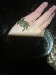 Hapalogaster