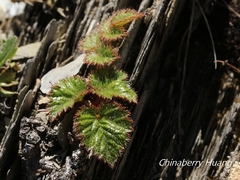 Astilbe macroflora