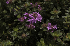 Thymus nummularius