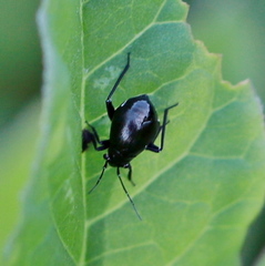 Euryopicoris nitidus